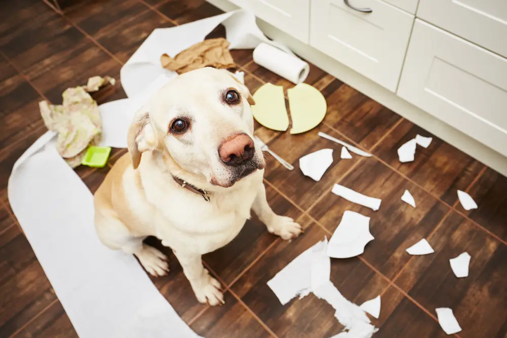 An image of a dog causing a mess in the kitchen.